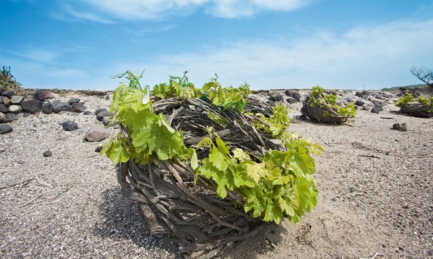 “Kouloura” de Santorin!