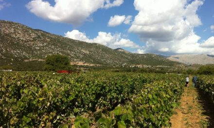 Vins ambassadeurs grecs – Moschofilero-Mantinia