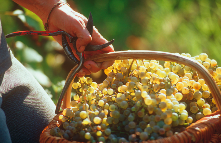 Vins ambassadeurs grecs – Malagouziá