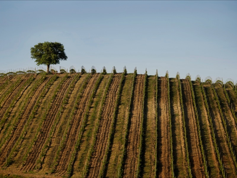 Greek wines newwinesofgreece