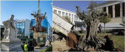 Olivier: l’arbre sacré des Athéniens