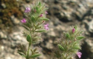 La fleur sauvage et unique de l’Acropole