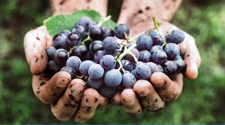 Le vin des Pâques: Neméa agiorgitiko – vers la ‘’petite Bourgogne’’