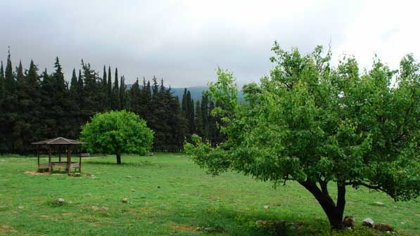 tatoi8