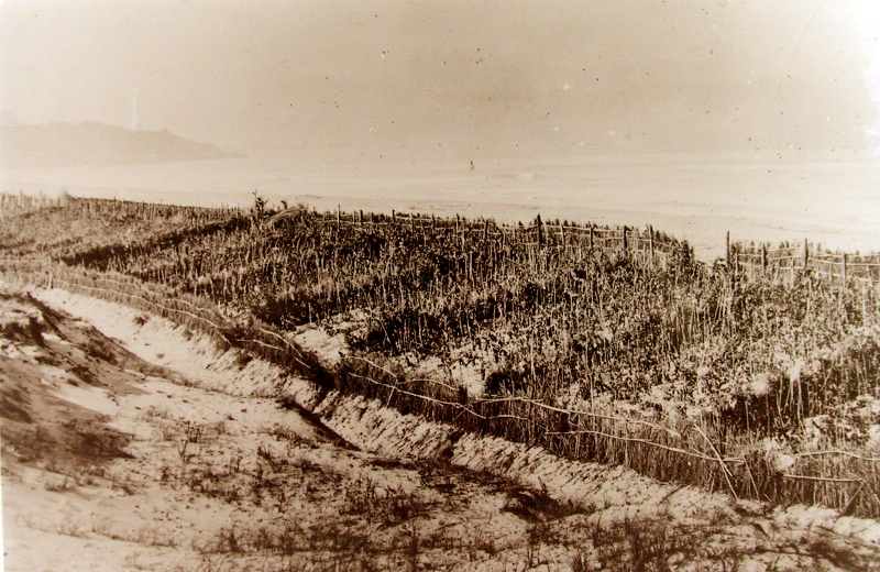 Histoire | Les relations commerciales franco-grecques et les crises agricoles du 19ème siècle : vins, raisin et insectes