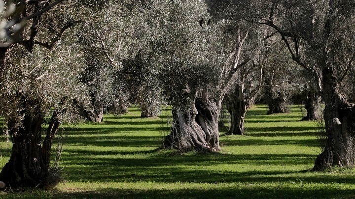 ελαιόδεντρο ΑΠΕ