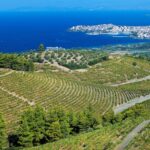 Routes des vins de la Grèce du Nord | Chalcidique