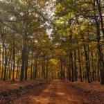 Découvrons Pholoï | La forêt des mythiques Centaures, une unique écosystème des Balkans