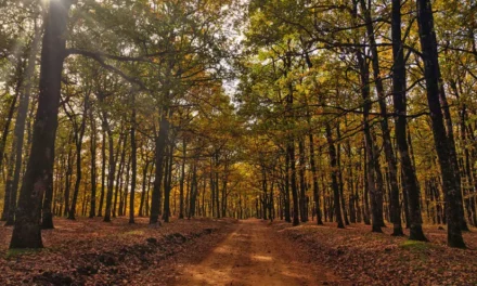 Découvrons Pholoï | La forêt des mythiques Centaures, une unique écosystème des Balkans