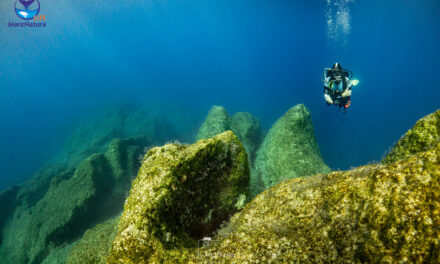 LIFE MareNatura | Le plus grand programme européen de protection de la biodiversité marine jamais élaboré en Grèce